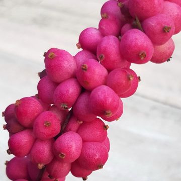 Symphoricarpos Symphony Rumble - Baya de coral