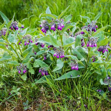 Consuelda (semillas) - Symphytum officinale