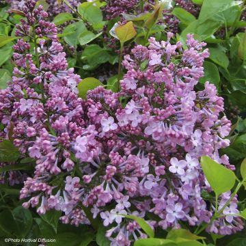 Lila Maiden's Blush - Syringa hyacinthiflora