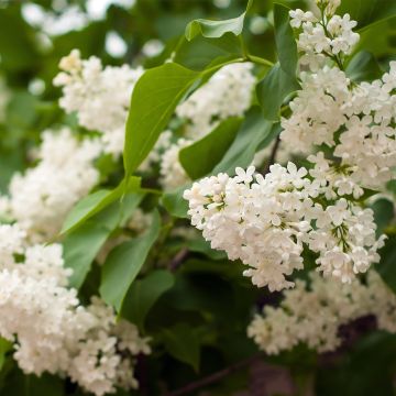 Lila Comtesse D'Harcourt - Syringa vulgaris