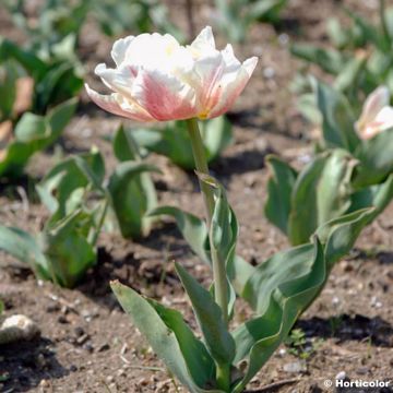 Tulipán doble de flor temprana Montreux