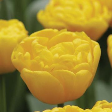 Tulipán doble de flor tardía Gold Fever