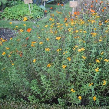 Tagete - Tagetes lucida