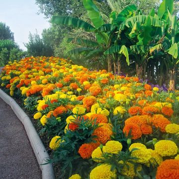 Tagetes erecta F1 Taishan Mix