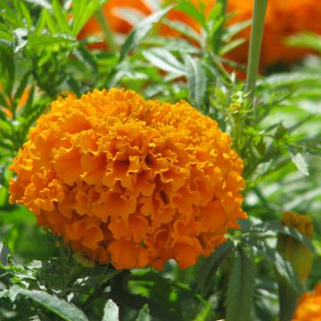 Tagetes erecta Hawaï