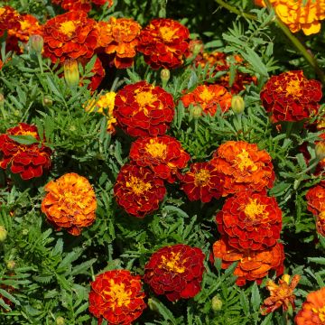 Tagete Rusty Red
