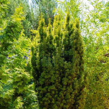Tejo Fastigiata Aurea - Taxus baccata