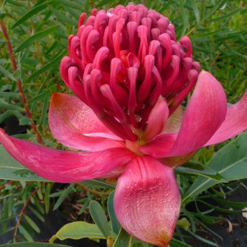 Telopea Emperor's Torch - Waratah