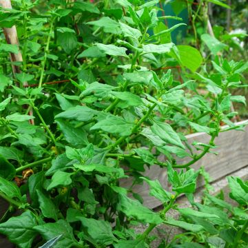 Espinaca de Nueva Zelanda (semillas) - Tetragonia tetragonoides