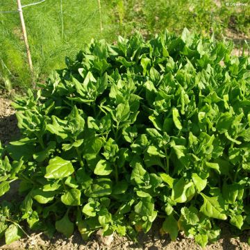 Espinaca de Nueva Zelanda (planta)