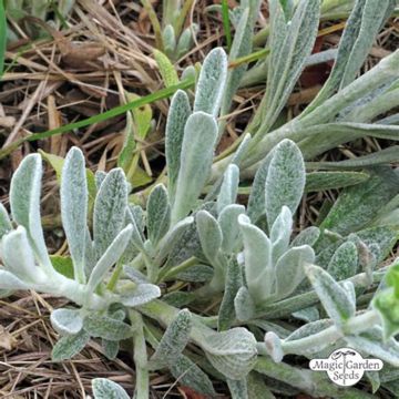 Té de montaña griega - Sideritis syriaca