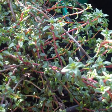 Tomillo - Thymus herba-barona