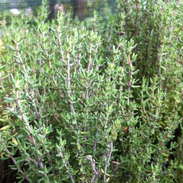 Tomillo Bio - Thymus officinalis