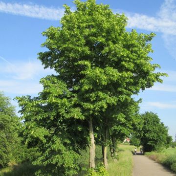 Tilia cordata - Tilo silvestre