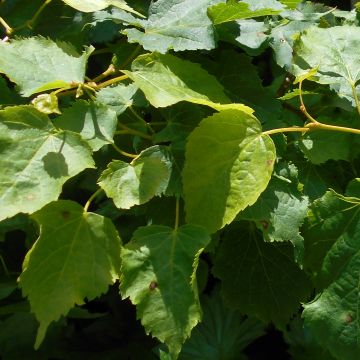 Tilia cordata Girard's Pendula Nana - Tilo silvestre