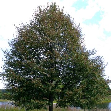 Tilia cordata Greenspire - Tilo silvestre