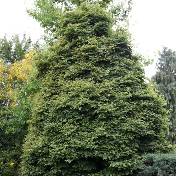 Tilia cordata Lico - Tilo silvestre