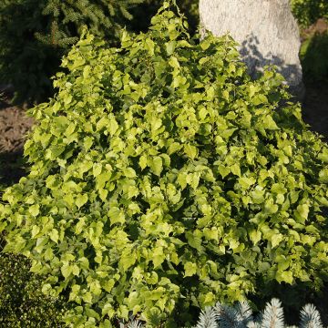 Tilia cordata Monto - Tilo silvestre