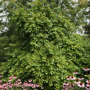 Tilia cordata Kronenberg - Tilo silvestre