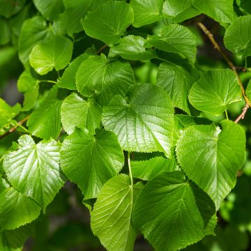 Tilia cordata Simone - Tilo silvestre
