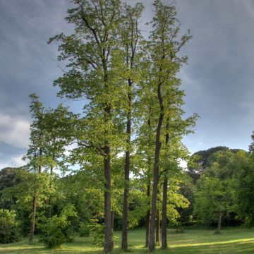 Tilia cordata Swedish Upright - Tilo silvestre