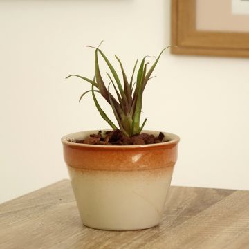 Tillandsia Andreas - Planta de aire