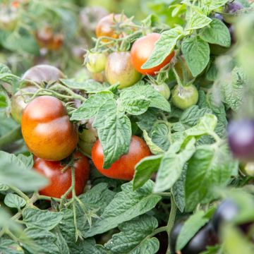Solanum lycopersicum Akoya F1 - Pomme d'or, Pomme d'amour, Pomme du Pérou, Pêche de loup, Tomate Cerise, Tomate Cocktail