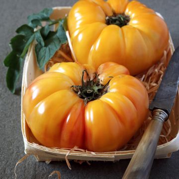 Solanum lycopersicum Ananas - Tomate, Pomme d'amour