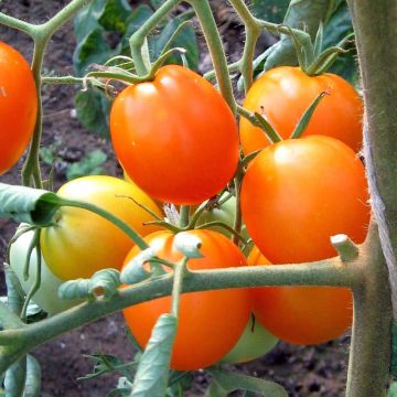 Tomate Auriga