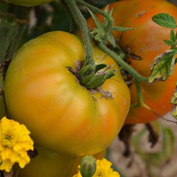 Tomate Big Rainbow