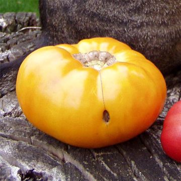 Tomate Brandywine Yellow