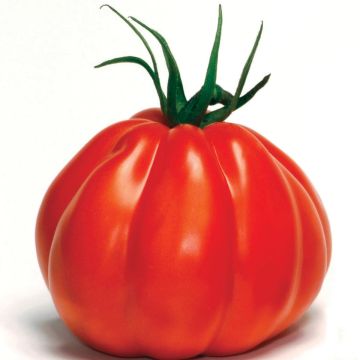 Tomate Corazon F1 (Plantas de tomate injertadas)