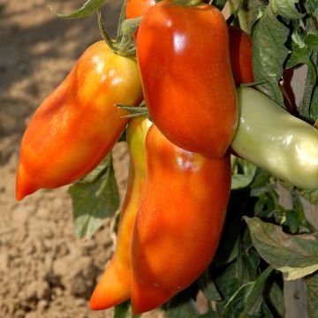 Tomate Cornabel F1