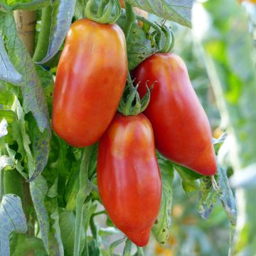 Tomate Andina Cornue 