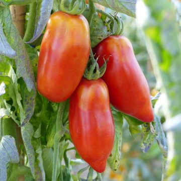 Tomate Andine Cornue
