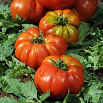 Tomate Delizia F1 (planta)