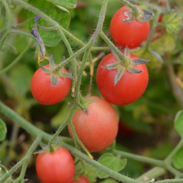 Tomate Ditmarscher Suspension Rose