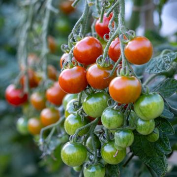 Solanum lycopersicum Gardener's Delight - Tomate-cerise, Pomme d'amour