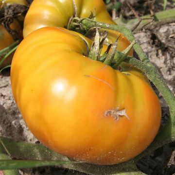 Tomate Giraffe