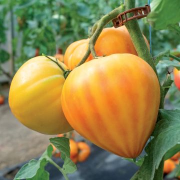 Tomate Gourmansun F1 en plant