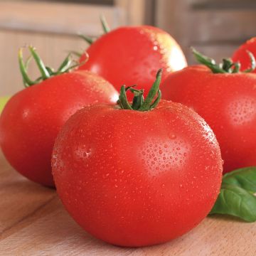 Tomate Maestria BIO (planta)