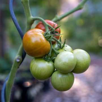 Solanum lycopersicum Matina - Tomate, Pomme d'amour