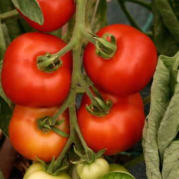 Tomate Matina BIO