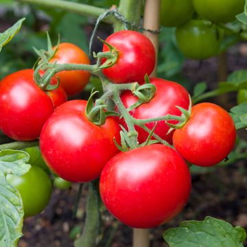 Solanum lycopersicum Money Maker - Tomate, Pomme d'amour
