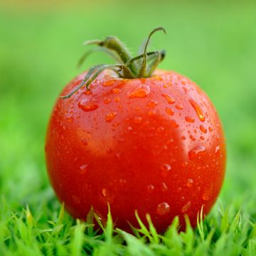 Tomate Montfavet F1