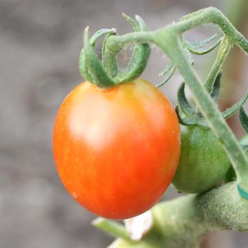 Tomate Olirose