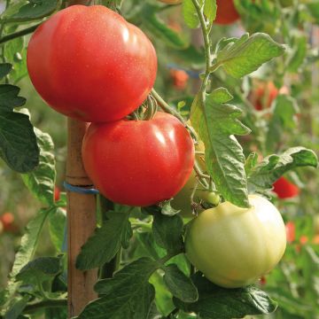 Tomate Previa BIO (planta)