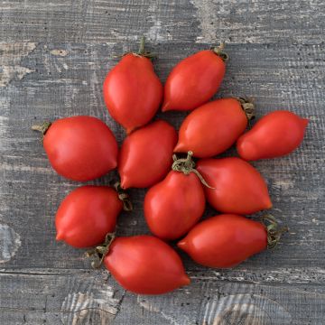 Solanum lycopersicum Prince Borghese (Principe Borghese) - Tomate, Pomme d'amour