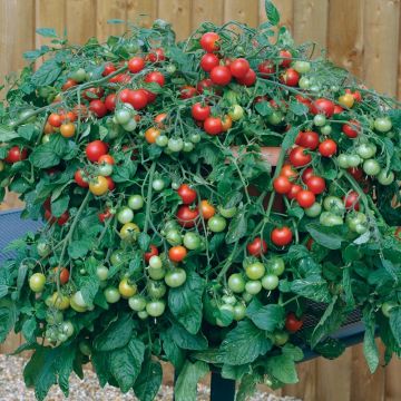 Tomate cherri Red Profusion F1