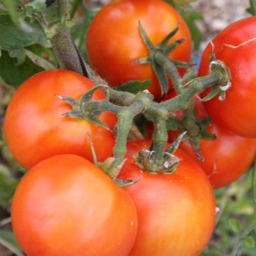 Tomate Royale des Guineaux